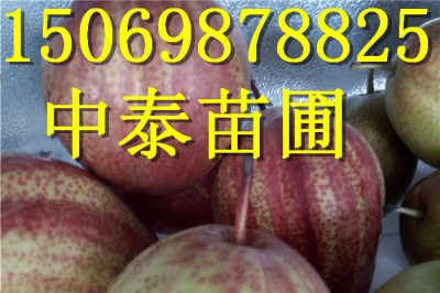 黑龙江鹤岗 1公分花椒树苗新闻超丰产品种