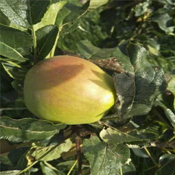 新闻报道 早红宝苹果树多少钱 一年奥德赛红肉哪里有