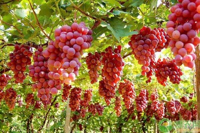 露地葡萄种植秋冬季的管理措施要点