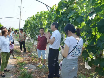 阎良区农林局积极开展葡萄技术培训
